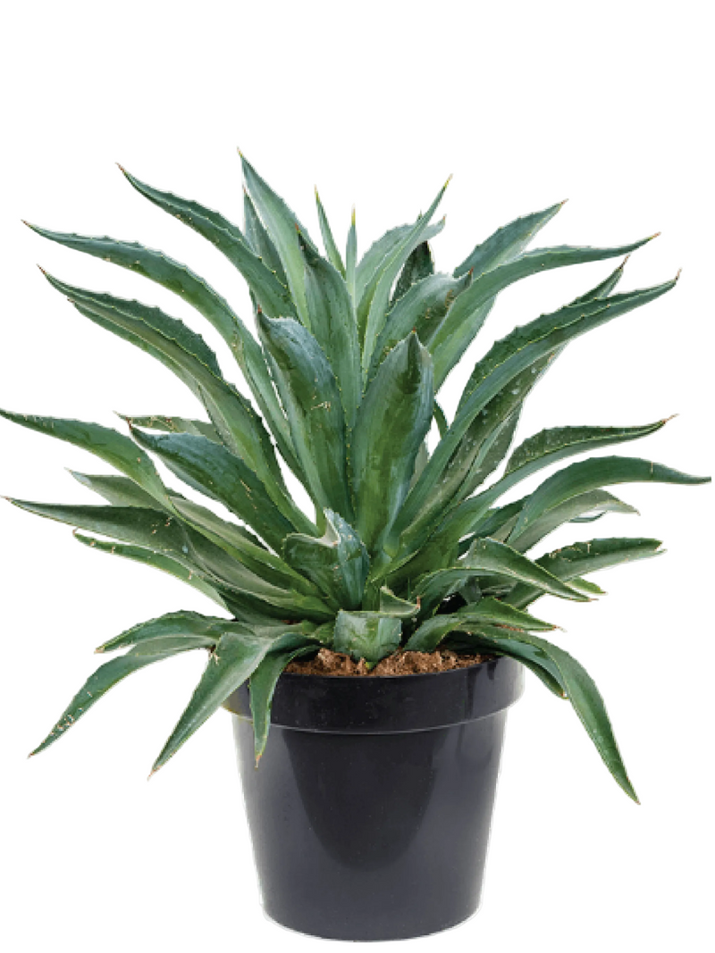 AGAVE DESMETIANA JACOBI PLANT