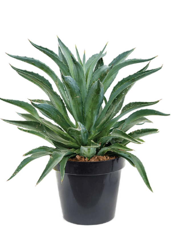 AGAVE DESMETIANA JACOBI PLANT