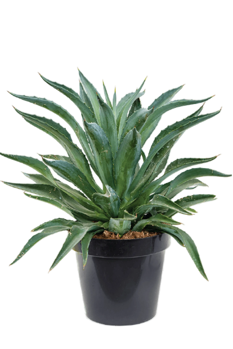 AGAVE DESMETIANA JACOBI PLANT