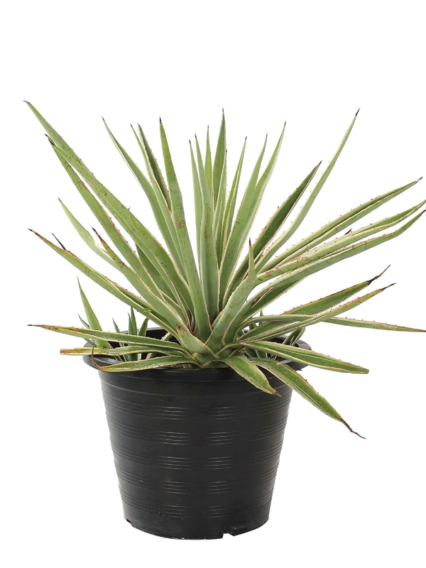 VARIEGATED CARIBBEAN AGAVE