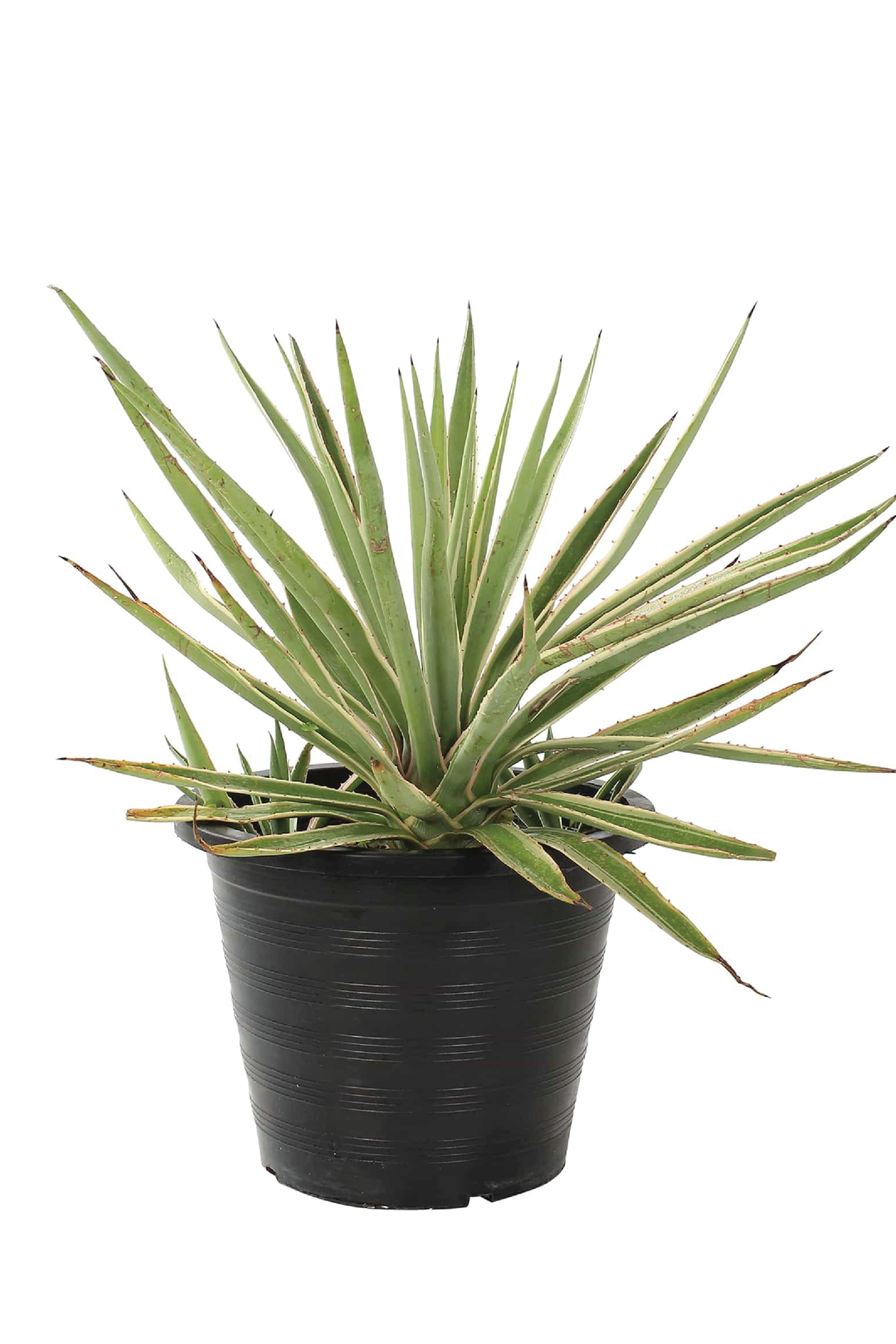 succulent that looks like agave VARIEGATED CARIBBEAN AGAVE