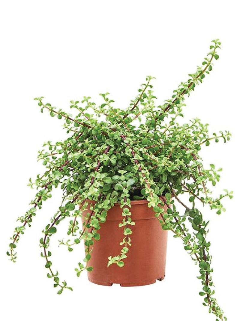 AFRA PLANT - ELEPHANT BUSH