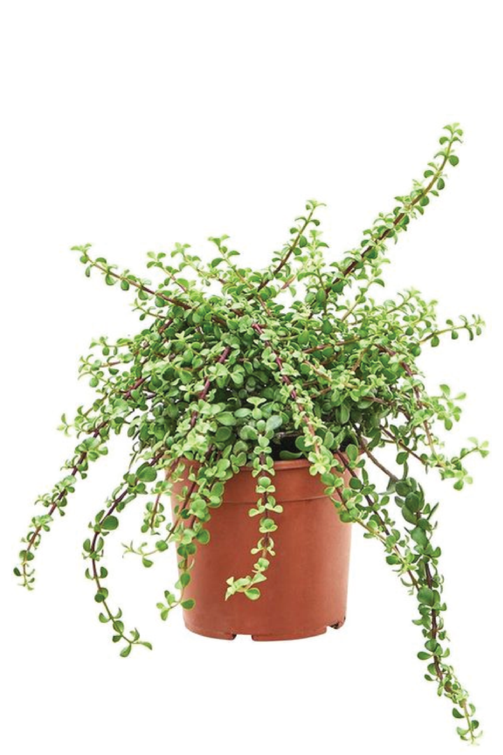 AFRA PLANT - ELEPHANT BUSH