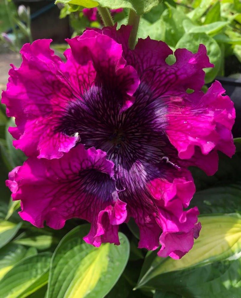 PETUNIA SUPERBISSIMA FLOWER SEEDLING<br> شتلات زهور البيتونيا السوبرميسا