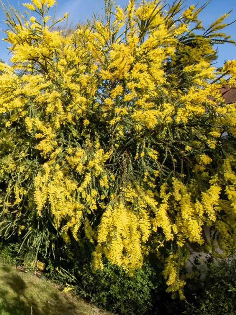 ACACIA TREE SEEDS<br> بذور شجرة الأكاسيا