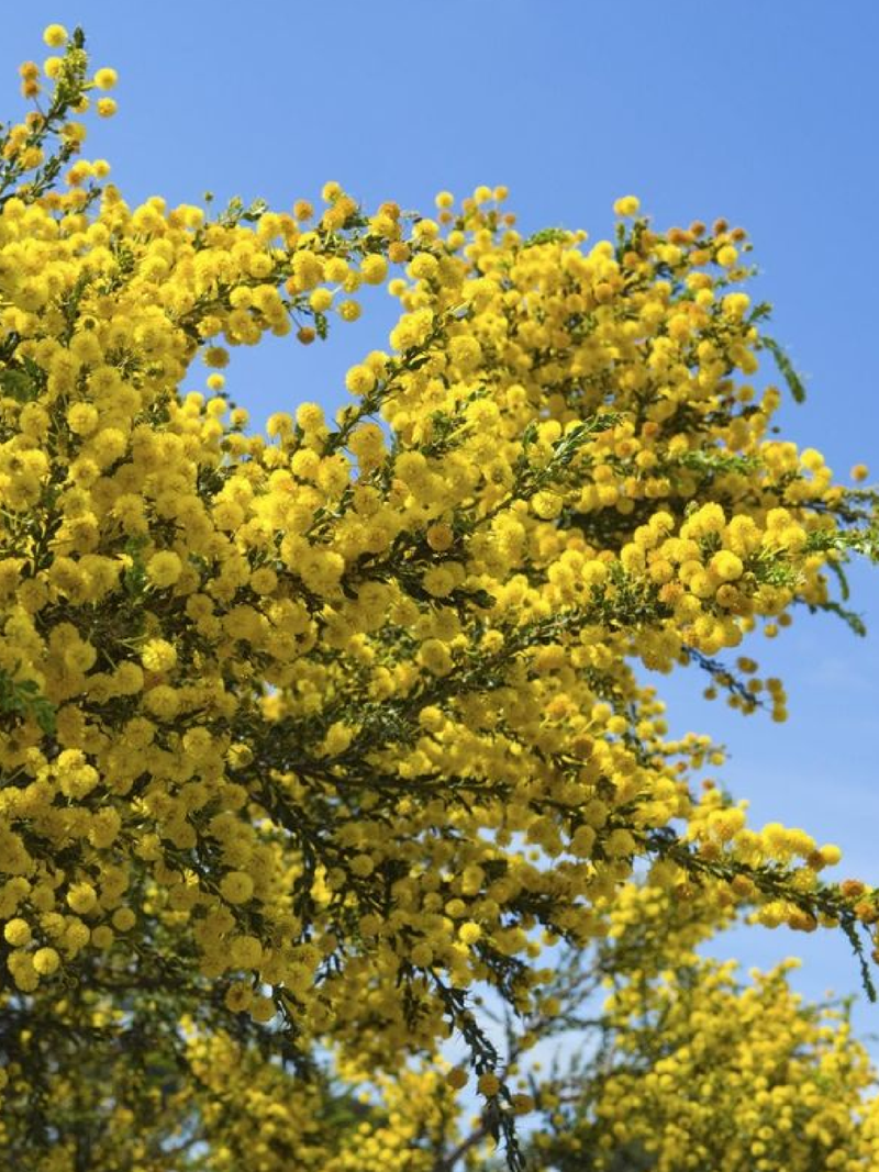 ACACIA TREE SEEDS<br> بذور شجرة الأكاسيا