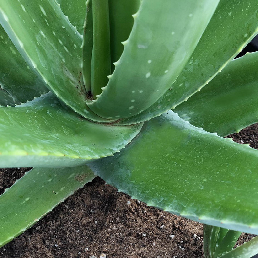 ALOE VERA PLANT 