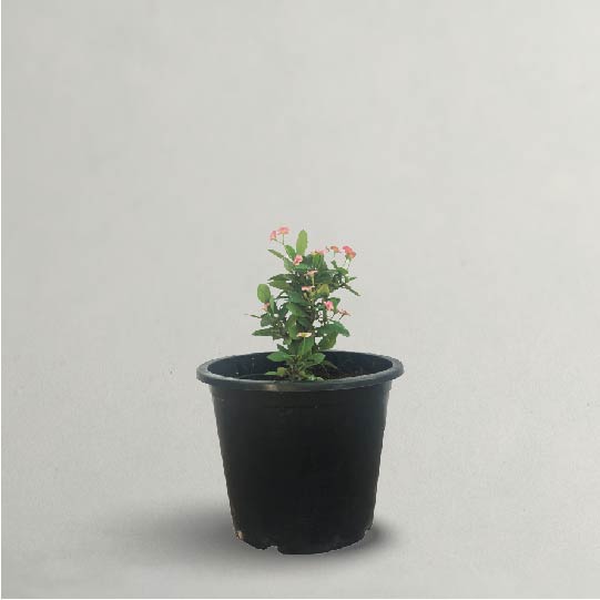 EUPHORBIA PLANT
