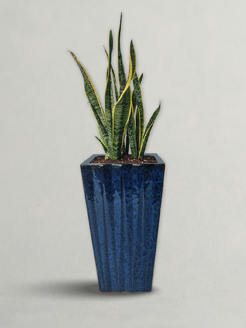 SNAKE PLANT | SANSEVIERIA PLANT (INDOOR PLANT)
