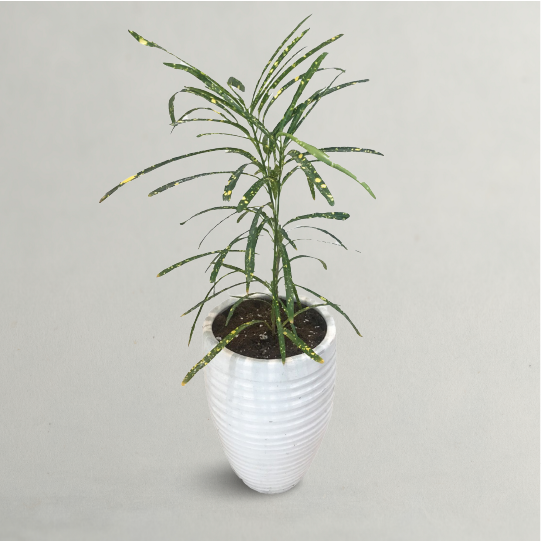 CROTON OR PETRA