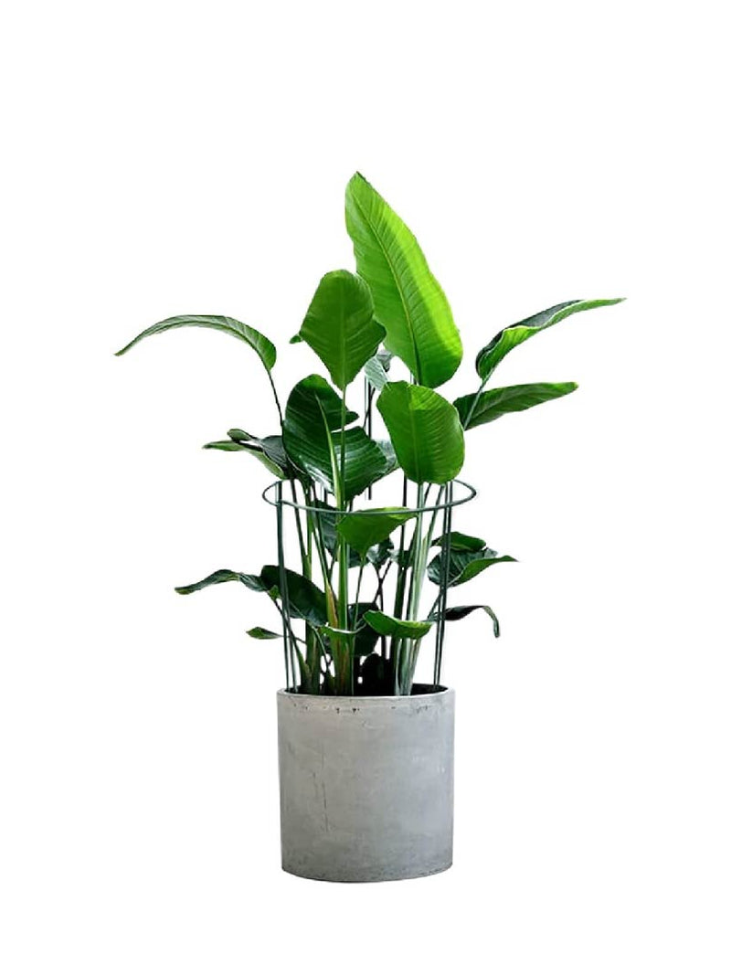 PLANT SUPPORT GARDEN TRELLIS