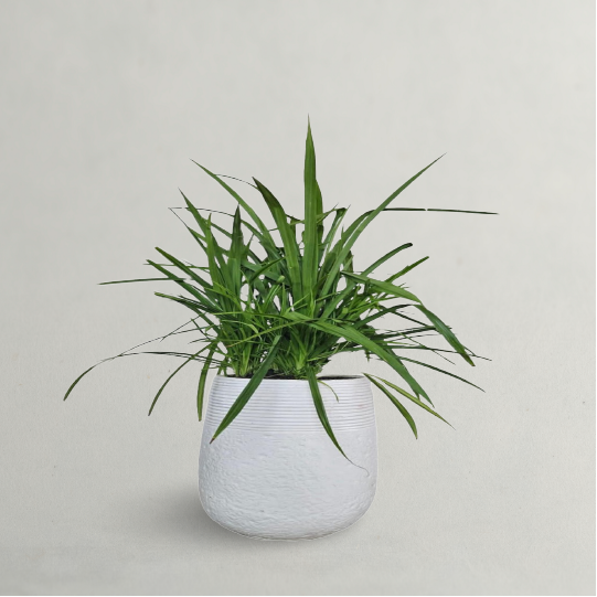 Pandanus Baptistii With Clay Pot 