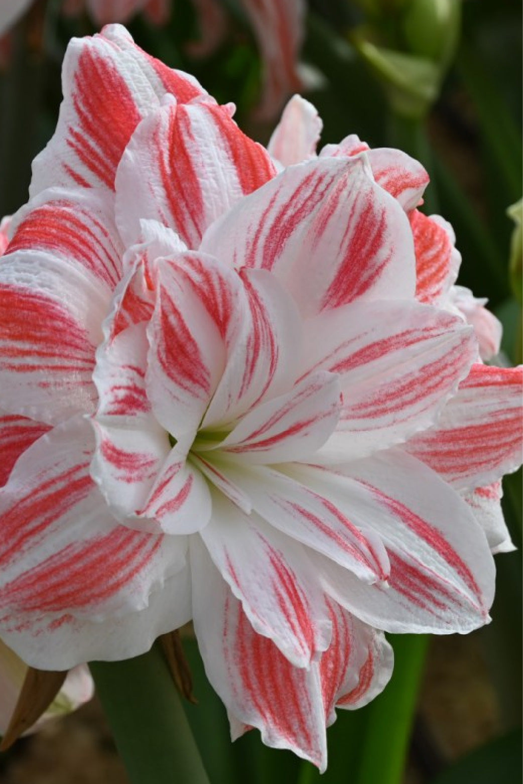 AMARYLLIS AMAZING BELLE BULBS