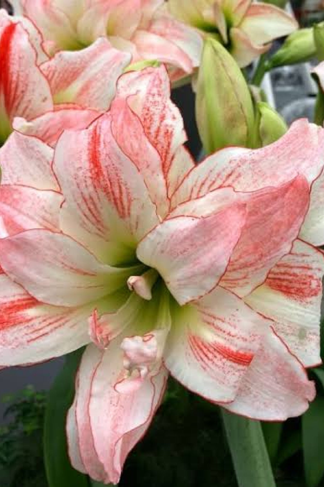 AMARYLLIS APHRODITE BULBS