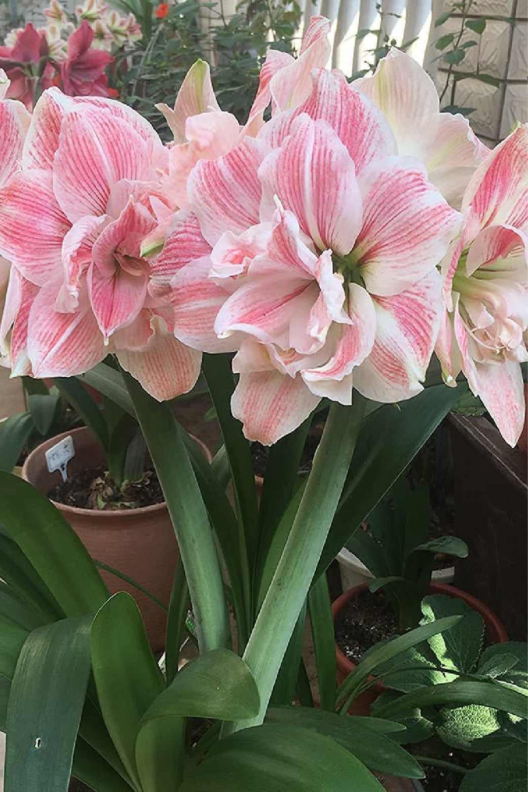 AMARYLLIS CANDY BELLE BULBS