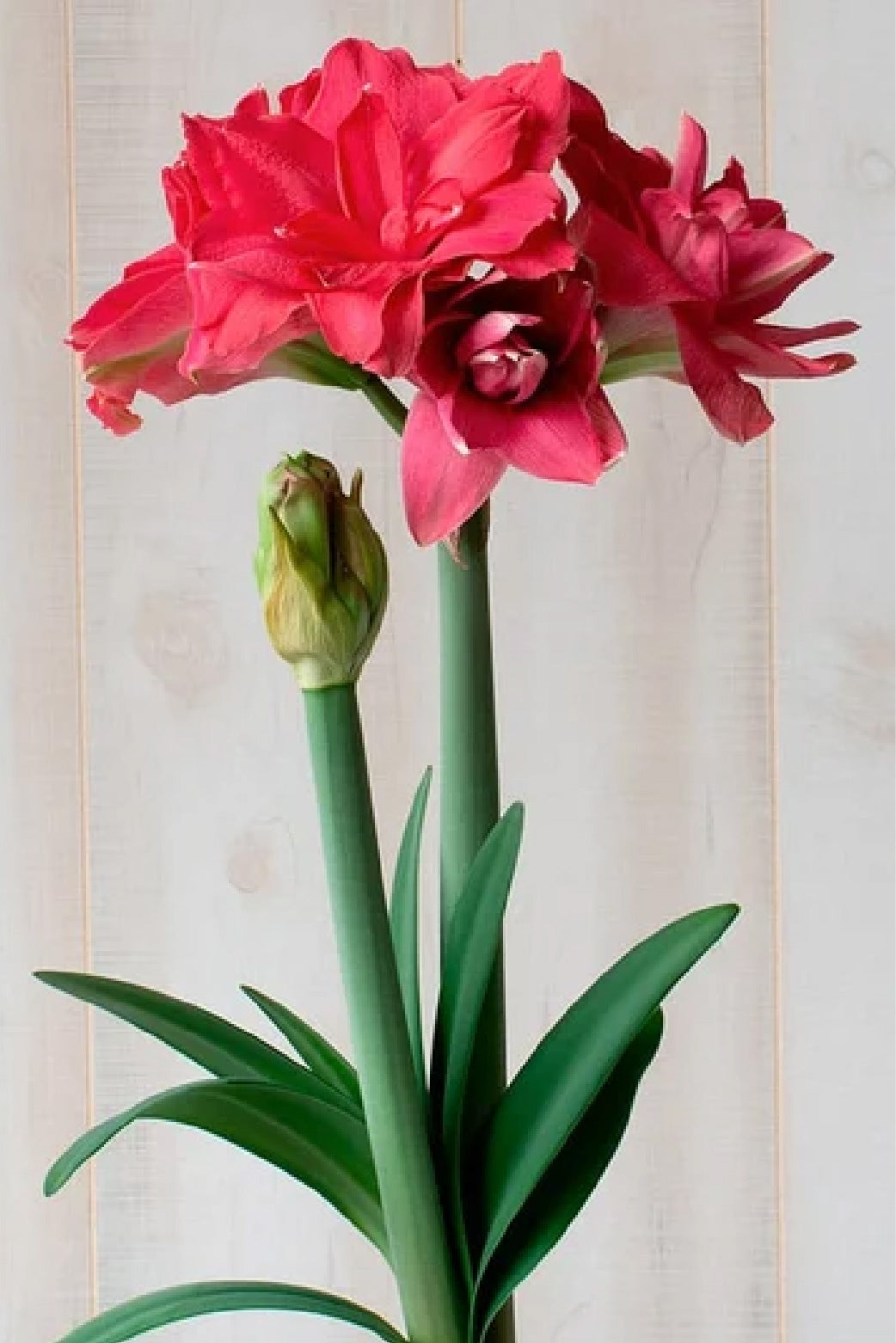 AMARYLLIS CANDY NYMPH BULBS