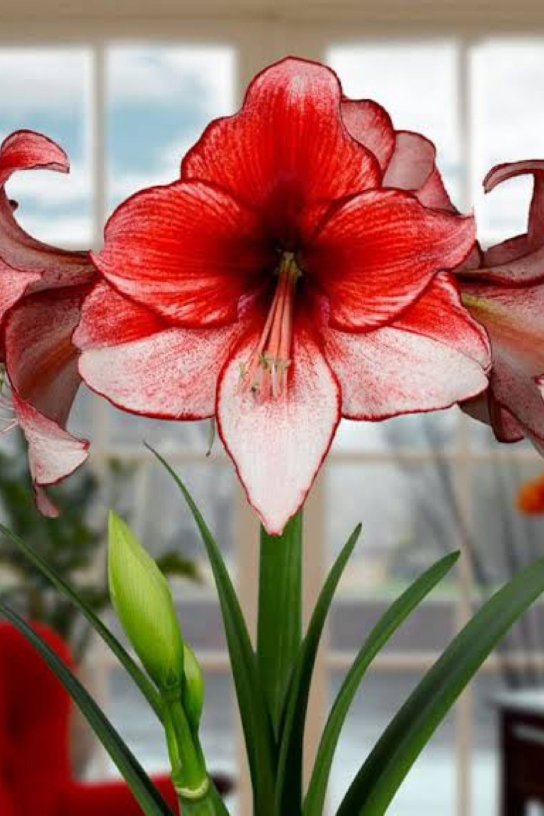 AMARYLLIS CHARISMA BULBS