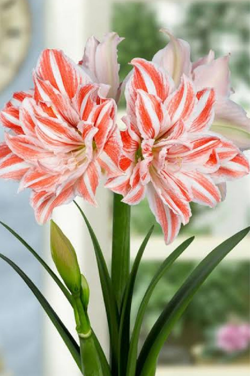 AMARYLLIS DANCING QUEEN BULBS