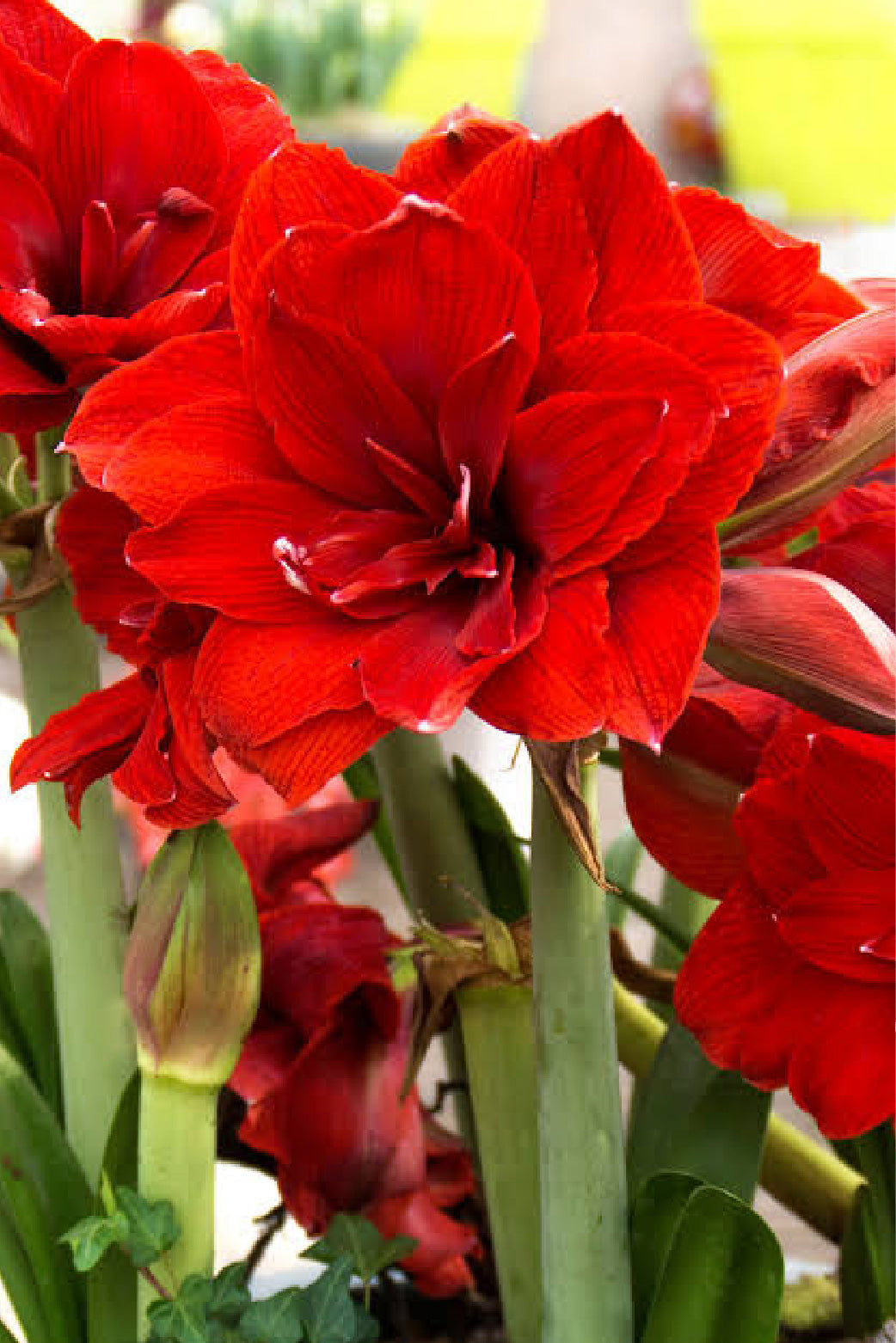 AMARYLLIS DOUBLE DRAGON BULBS