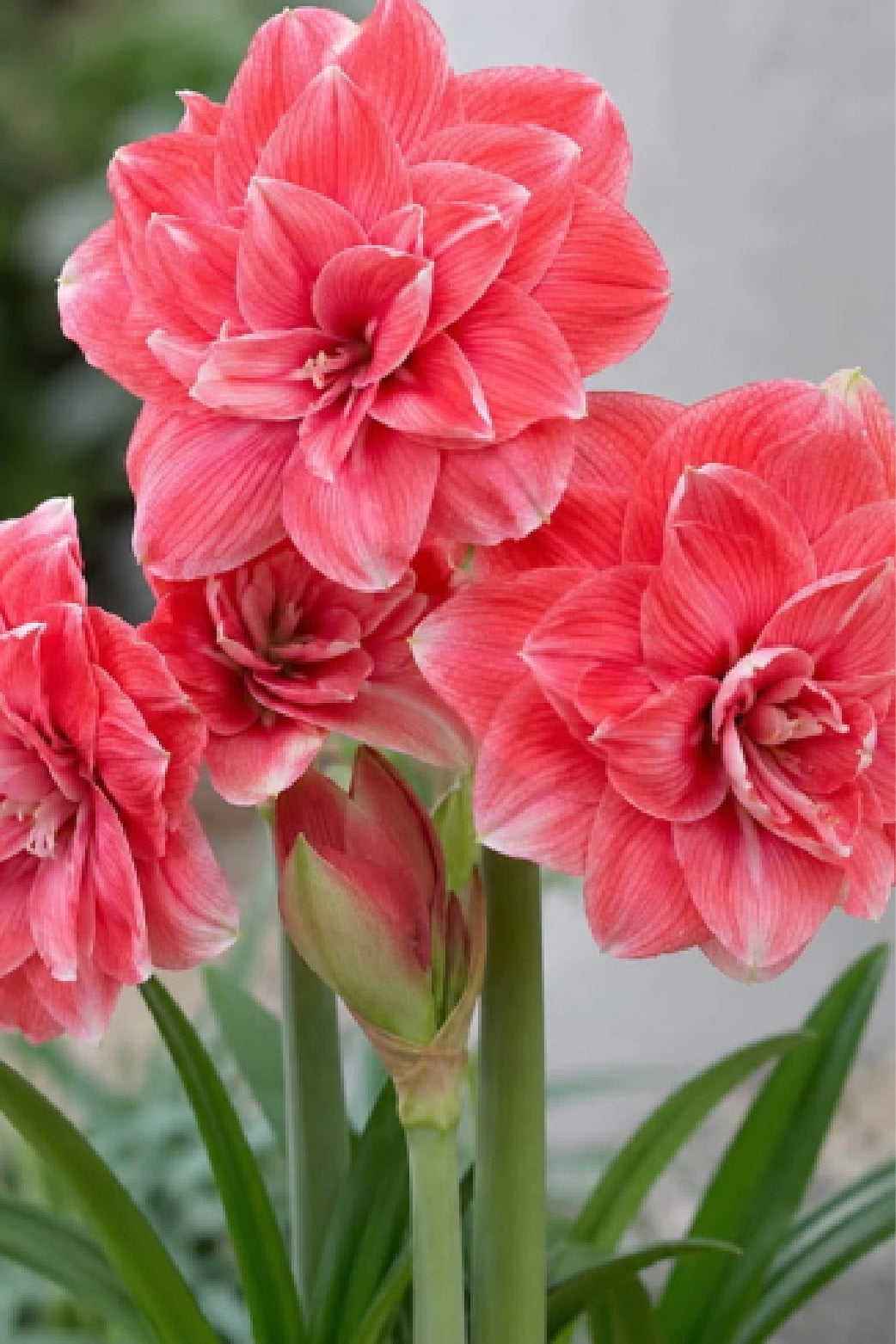 AMARYLLIS DOUBLE DREAM BULBS