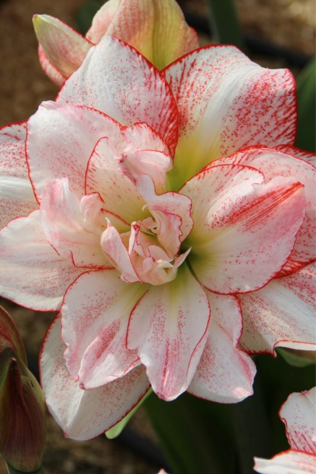 AMARYLLIS DOUBLE STRIPED BULBS