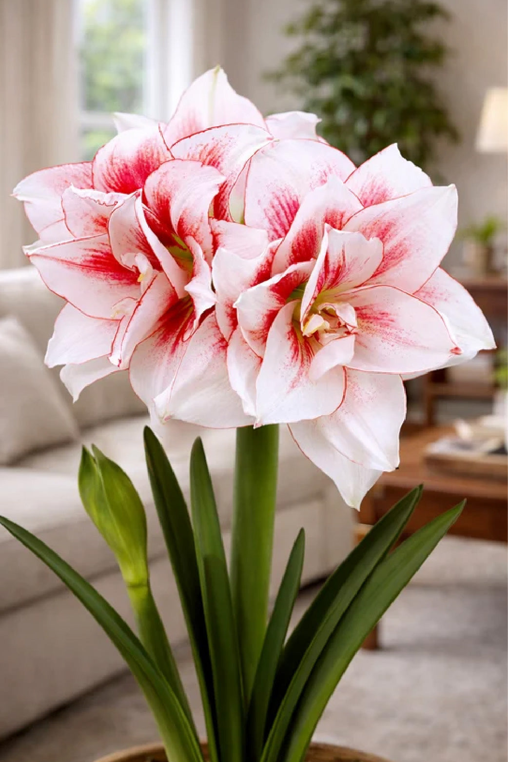 AMARYLLIS ELVAS BULBS