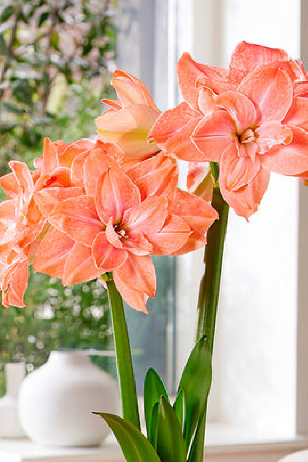 AMARYLLIS FLAMINGO BULBS