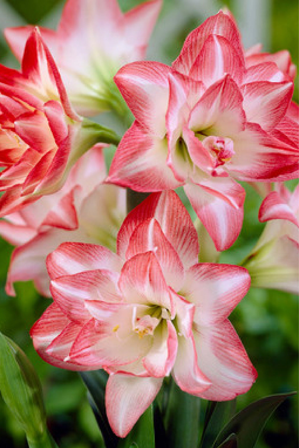 AMARYLLIS PEACOCK BULBS