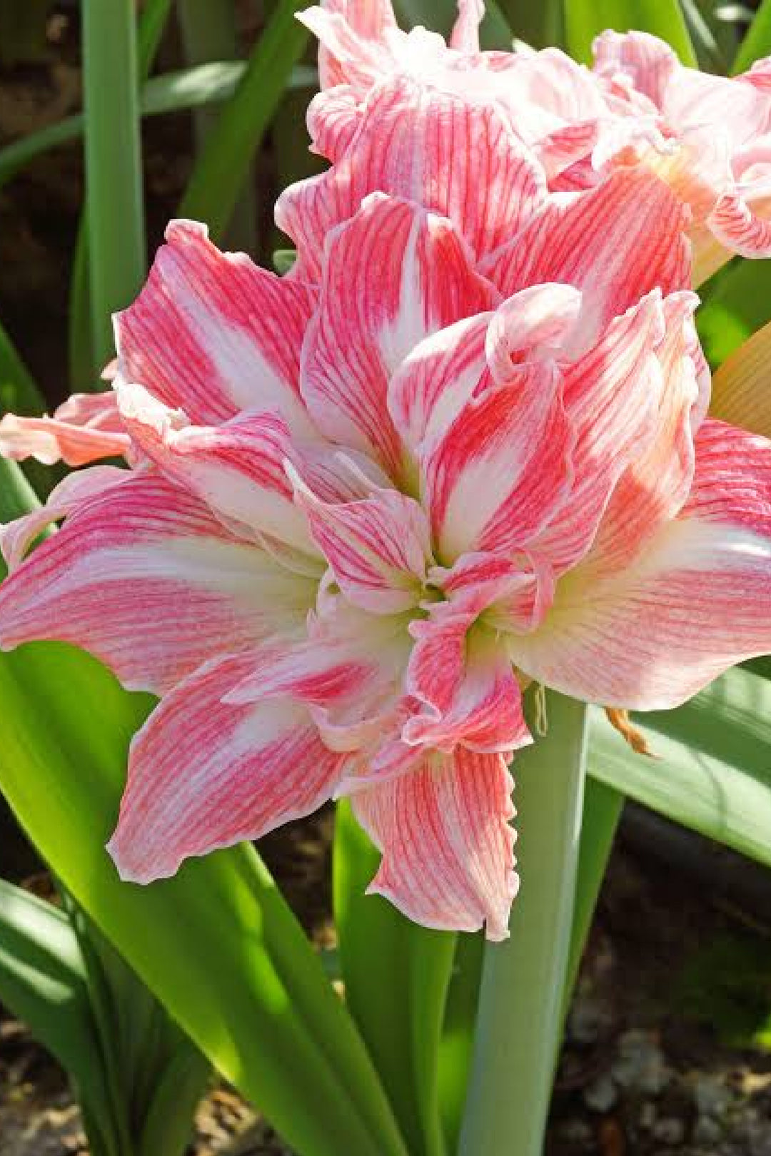AMARYLLIS PRETTY NYMPH BULBS