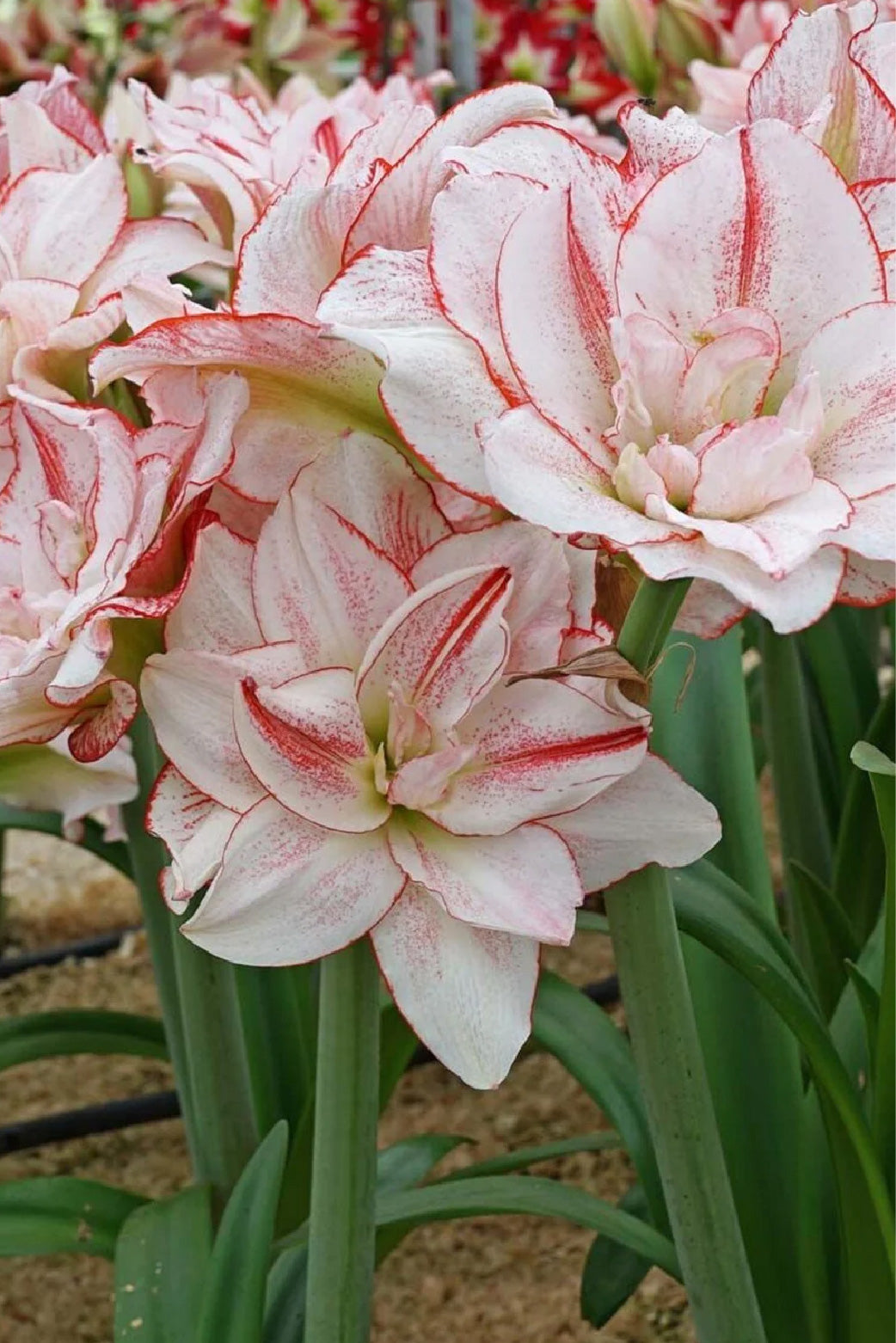 AMARYLLIS STRIPED AMADEUS BULBS