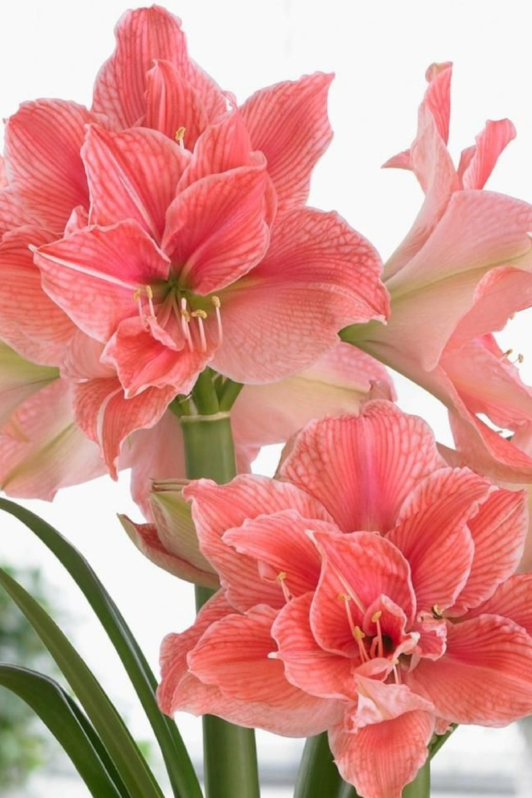 AMARYLLIS SWEET NYMPH -DOUBLE SOFT PINK BULBS