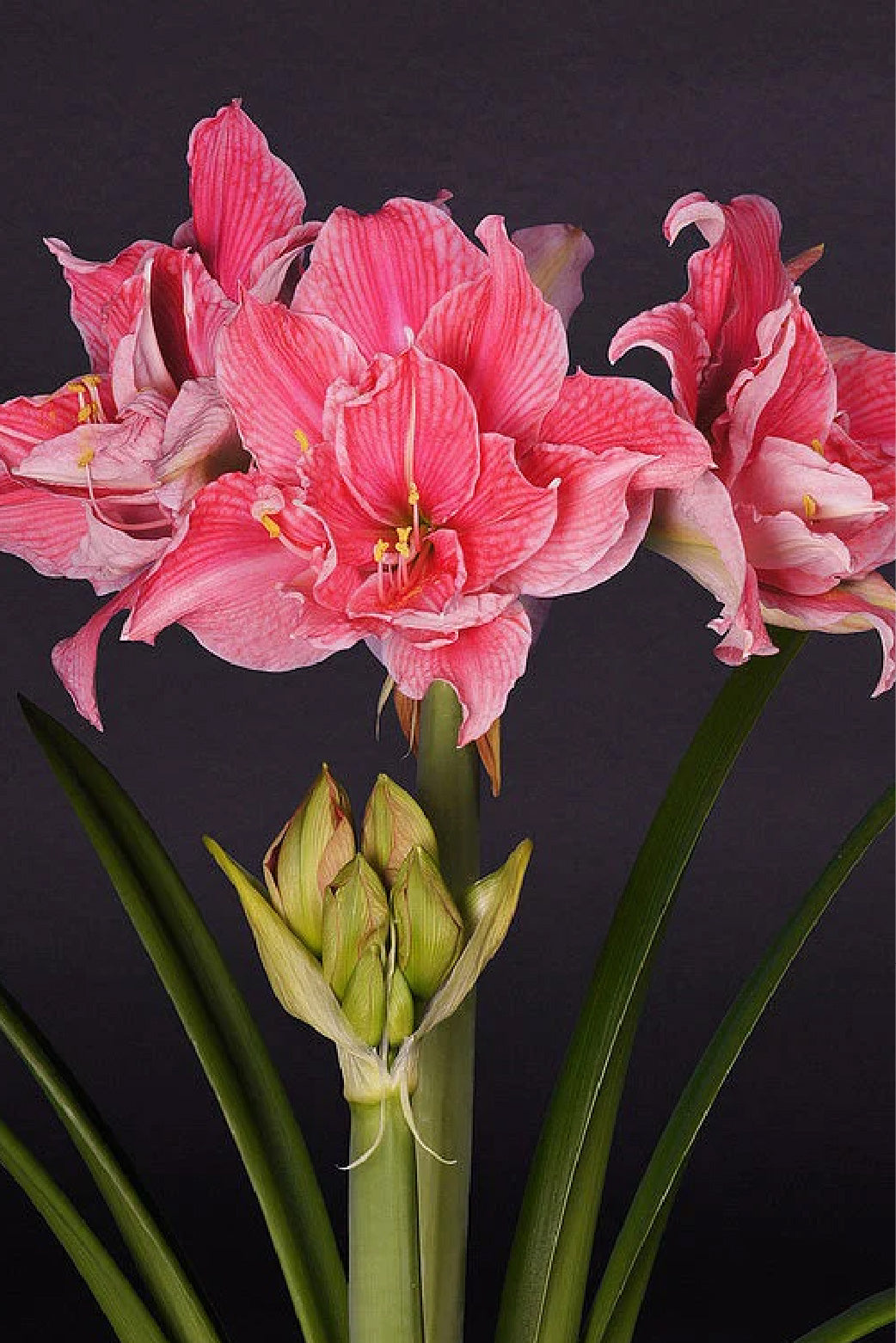 AMARYLLIS SWEET NYMPH BULBS