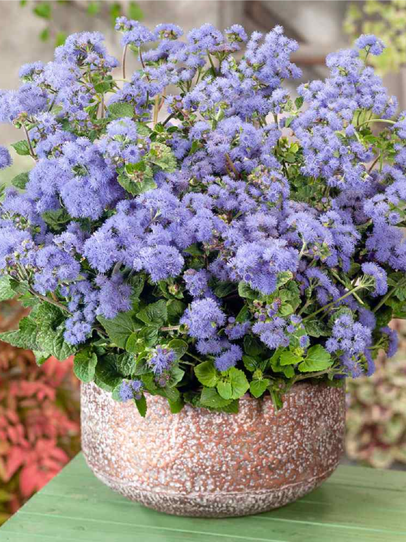 AGERATUM SEEDS<br> بذور الأجيراتوم