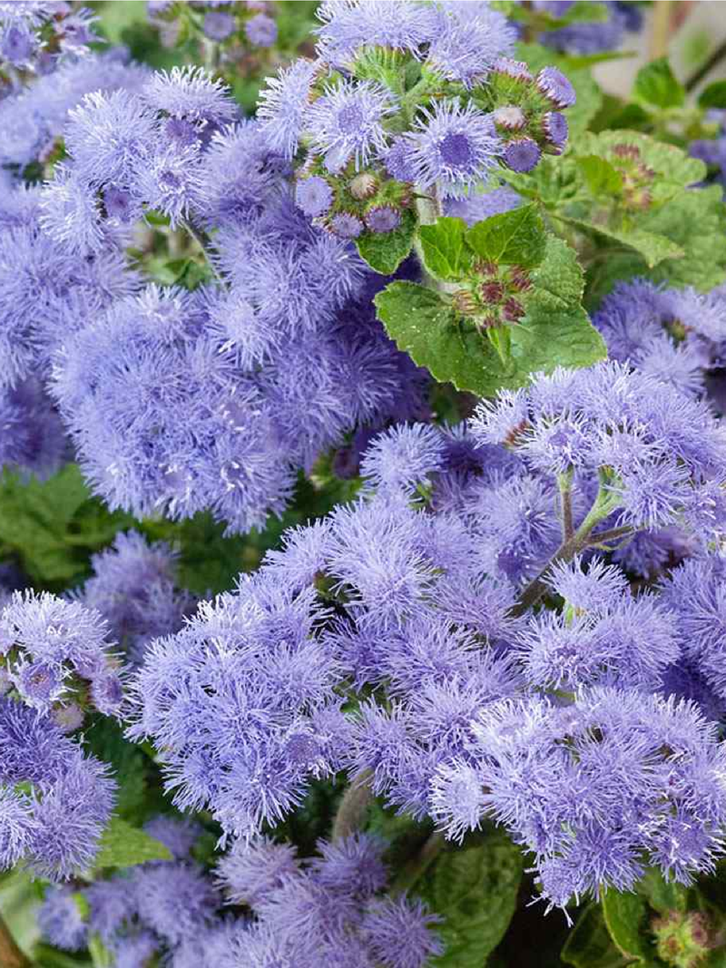 AGERATUM SEEDS<br> بذور الأجيراتوم