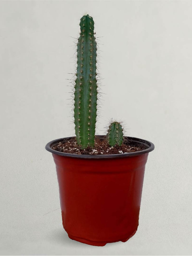 Large Cactus - Large Cactus For Sale - Pilosocereus Lanuginosus Cactus