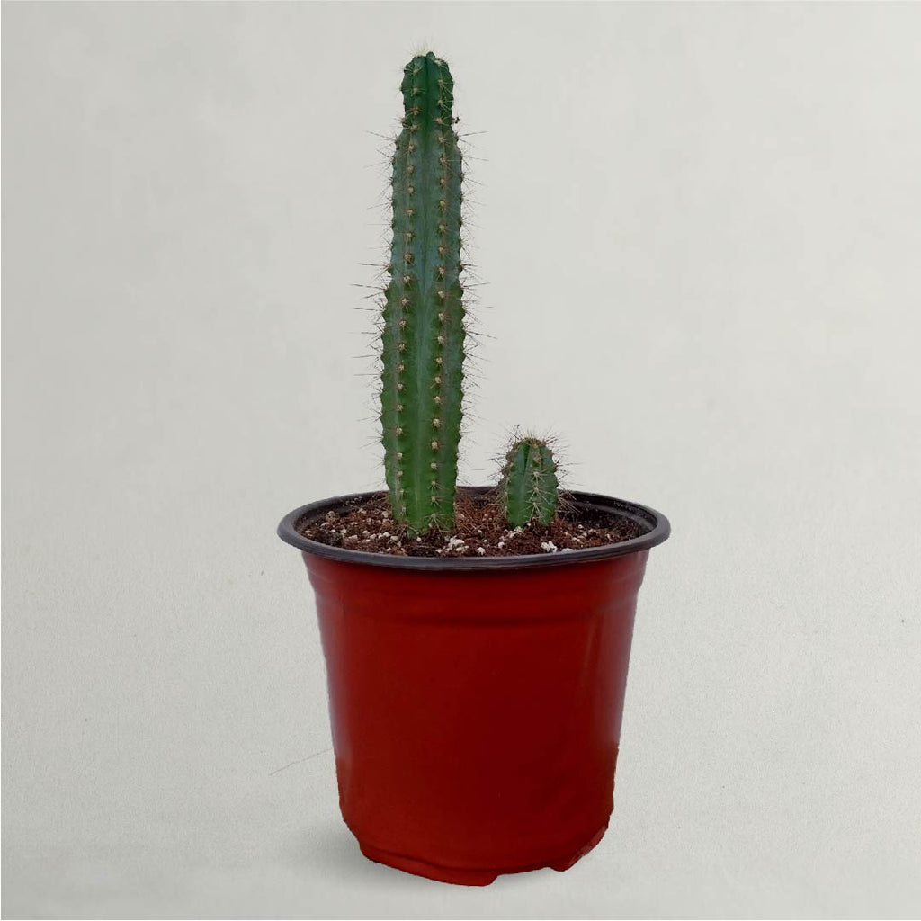 Large Cactus - Large Cactus For Sale