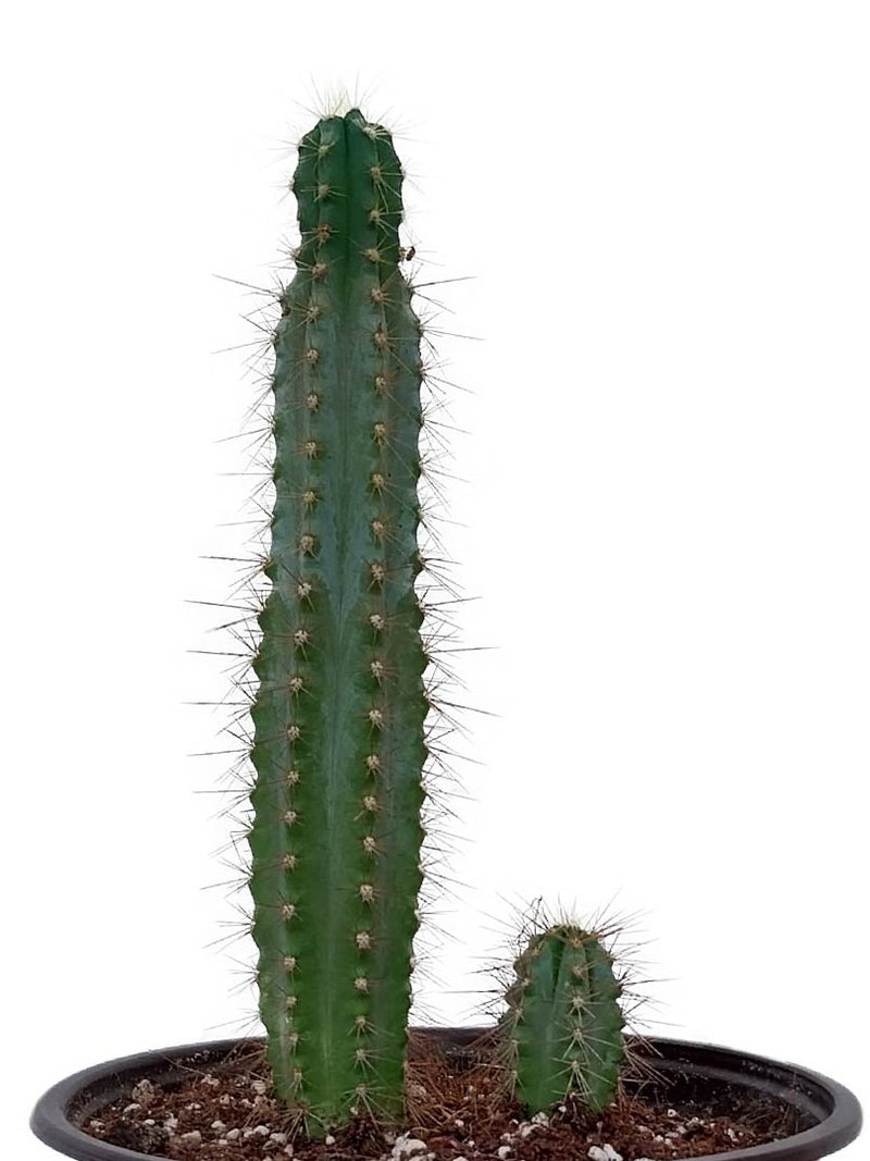 Pilosocereus Lanuginosus Cactus