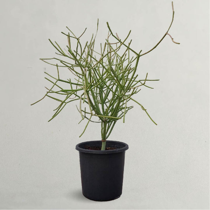 Cactus Garden - Best Cactus Plants | Euphorbia Tirucalli Or Pencil Cactus