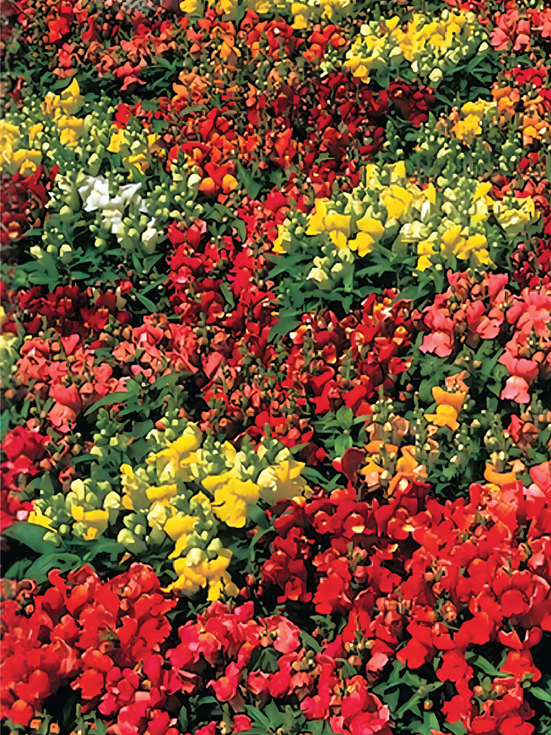 DWARF SNAPDRAGON SEEDS <br> بذور زهور فم السمكة القزمية