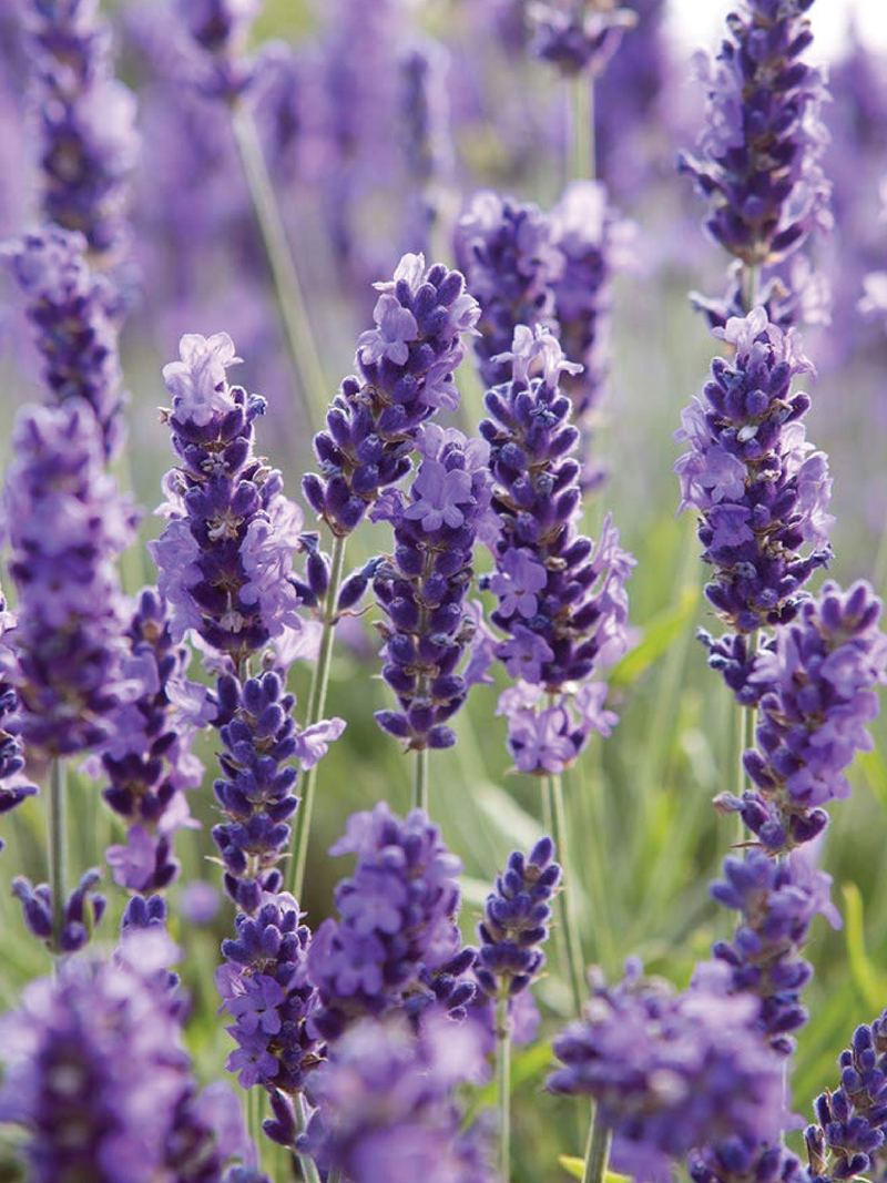 BLUE LAVENDER SEEDS <br> بذور اللافندر الأزرق