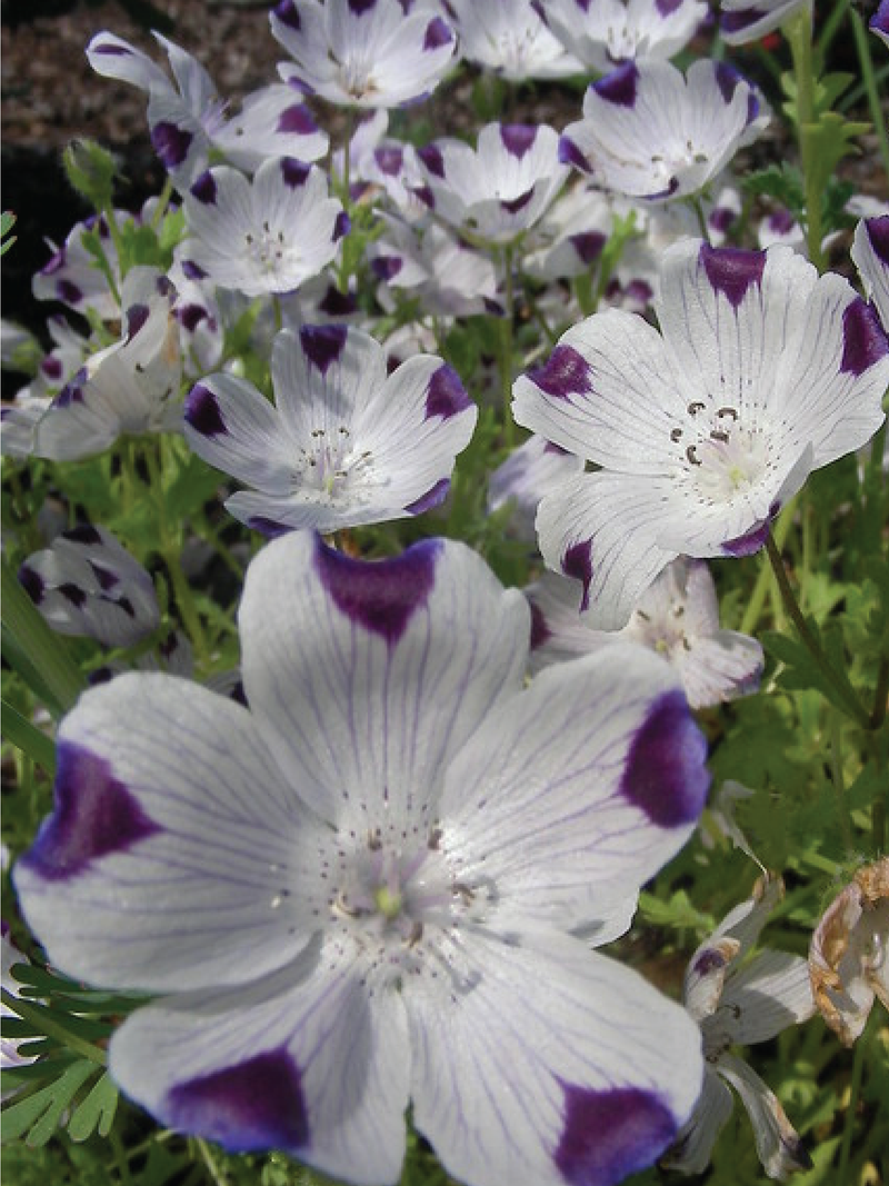 FIVE SPOT FLOWER SEEDS<br> بذور زهور فايف سبوت
