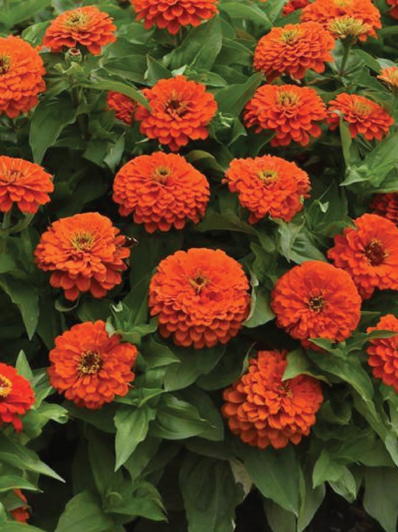 ZINNIA DOUBLE ZAHARA FIRE SEEDS <br> بذور زينيا زاهارا مزدوجة حمراء نارية