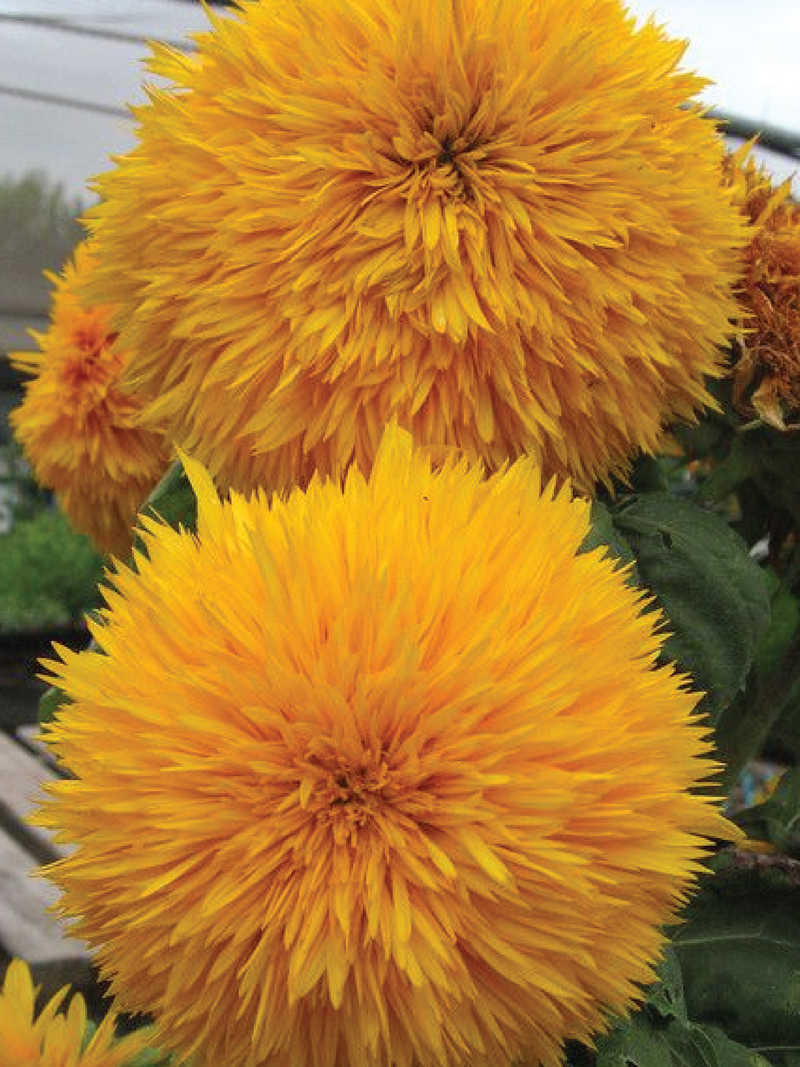 SUNFLOWER GOLDEN MILLIONAIRE SEEDS <br> بذور دوار الشمس المليونير الذهبي