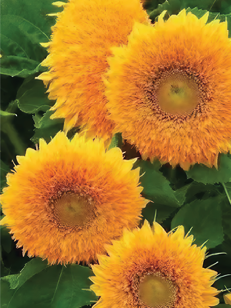 SUNFLOWER SUN GOLD SEEDS <br> بذور دوار الشمس الذهبي