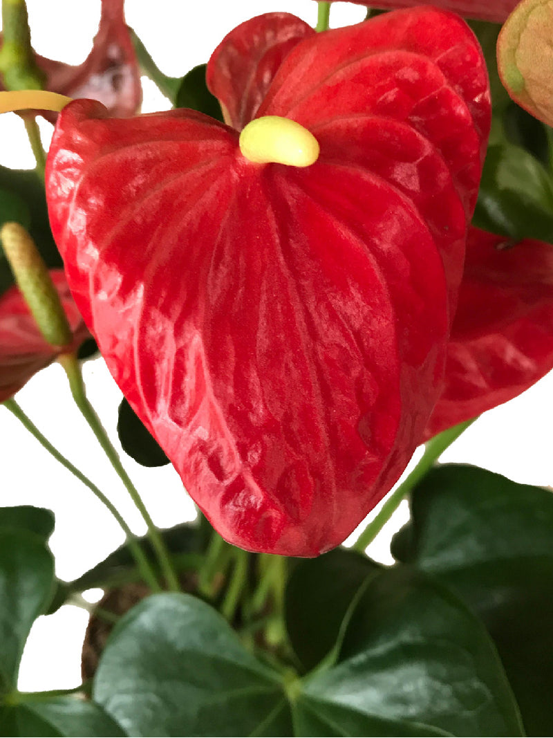 RED ANTHURIUM ANDREANUM PLANT