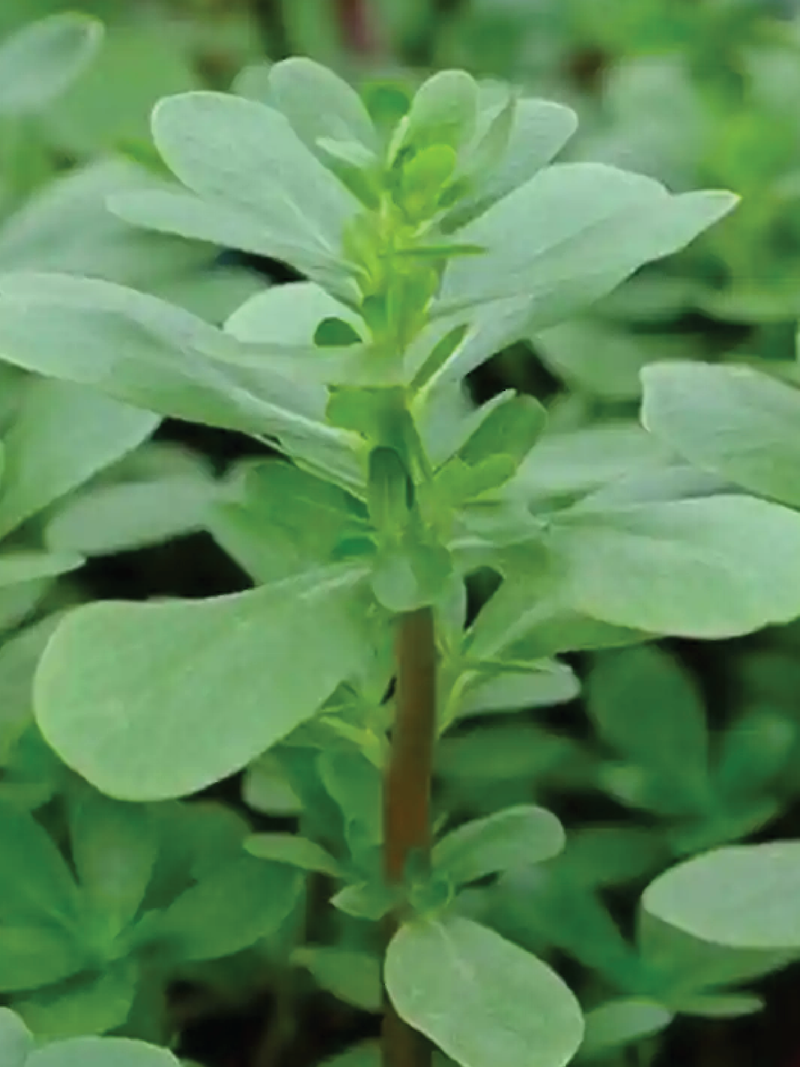 PURSLANE LETTUCE SEEDS <br> بذور البربير آو الفرقو