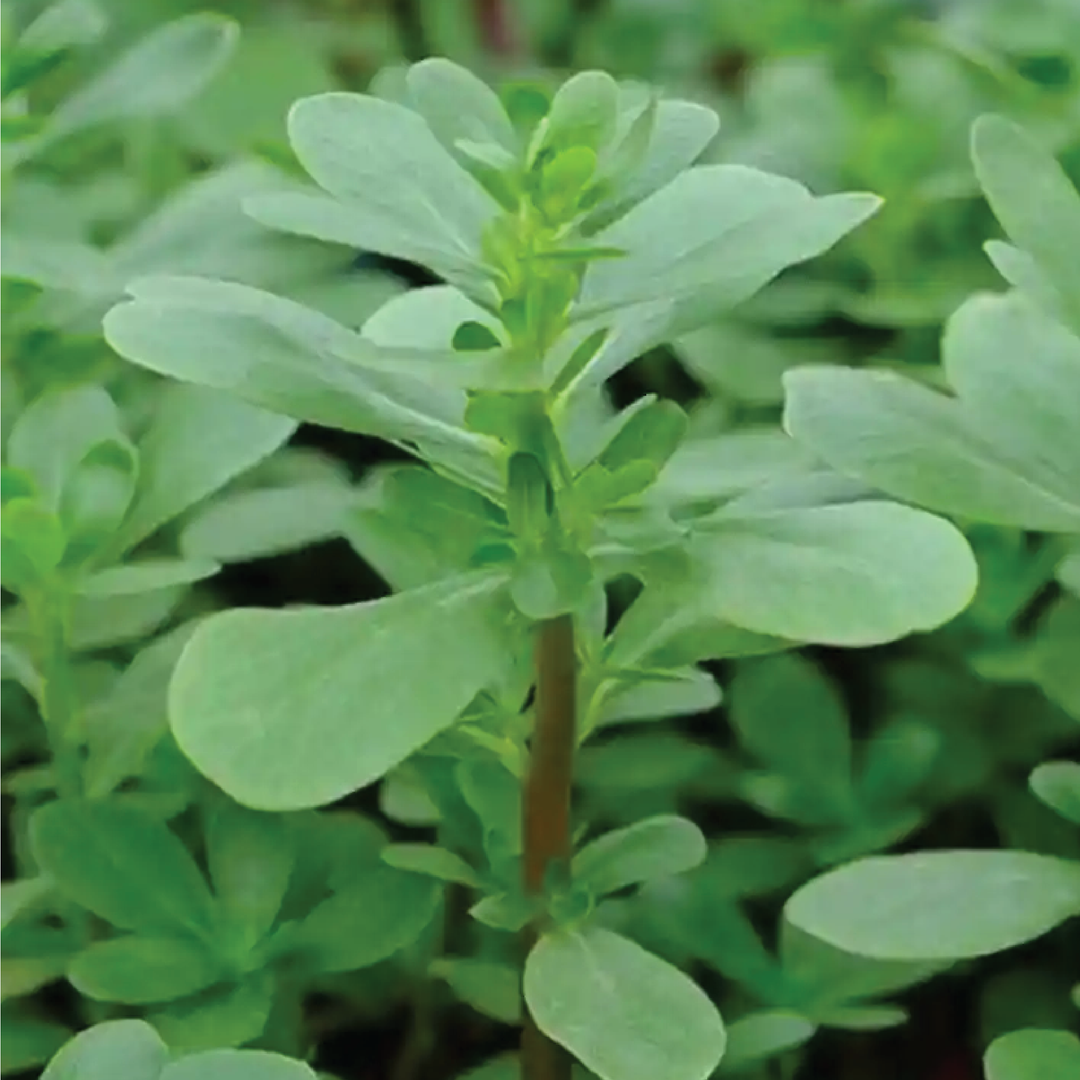 BARBEER SEEDS <br> بذور البربير آو الفرقو