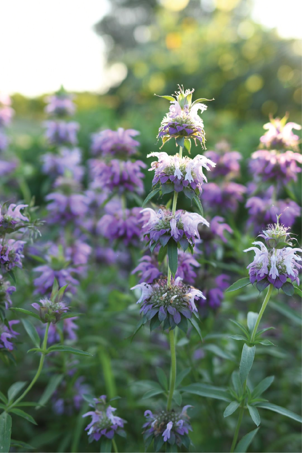 ORGANIC BERGAMOT SEEDLING <br>شتلات عشبة البرغموث العضوية