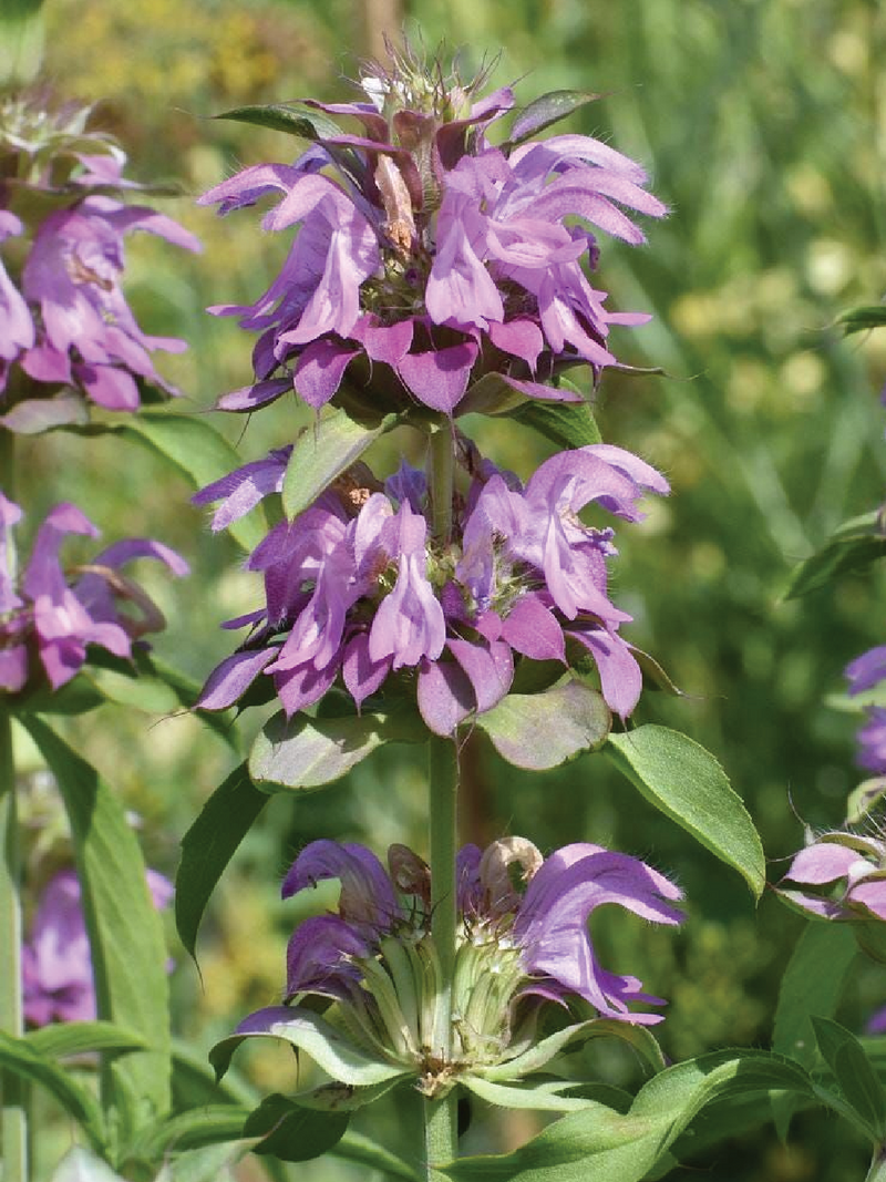 ORGANIC BERGAMOT SEEDLING <br>شتلات عشبة البرغموث العضوية