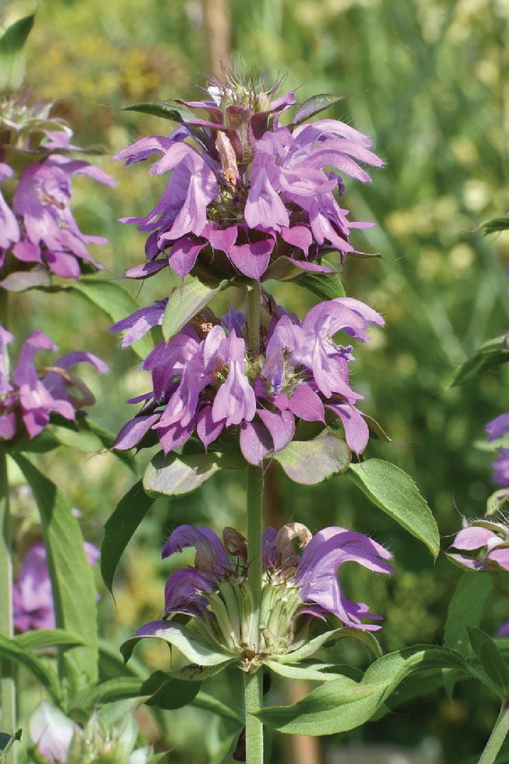 ORGANIC BERGAMOT SEEDLING <br>شتلات عشبة البرغموث العضوية